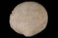 藏品(布紋滿月蛤)的圖片